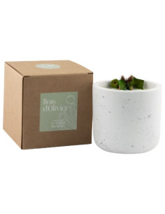 bougie bois d'olivier 40 h