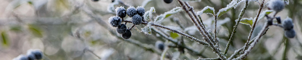 Sélection Hivernale : Produits Naturels Botanicus pour Se Protéger du Froid