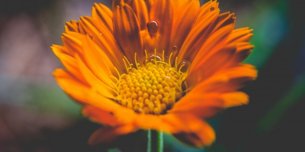 Calendula