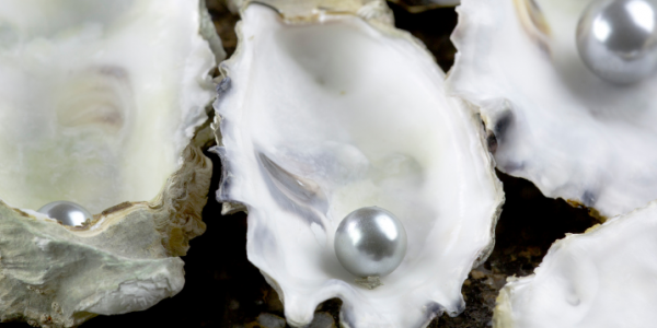 La coquille d’huître blanche : un trésor naturel