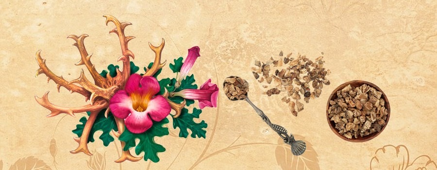 Qu’est-ce que l’harpagophytum ?